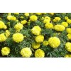 【高成活率！】優質萬壽菊供應++萬壽菊批發價格++青州萬壽菊