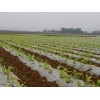 想買具有口碑的玉米地膜，就到南寧市晟和興塑膠   |貴州農用地膜