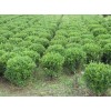 【薦！】【天津黃楊球批發】【山西黃楊球基地】【濰坊黃楊球價格】~青州光輝苗木